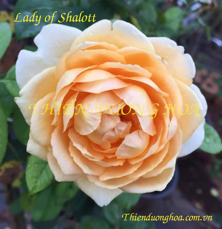 Hoa-hồng-leo-Lady-of-Shalott